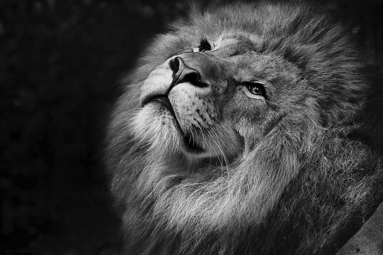 Free male lion background, wildlife